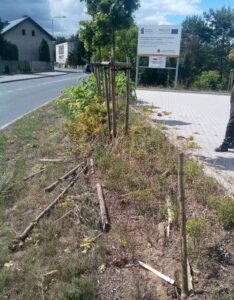 Na zdjęciu widoczne uszkodzenia zieleni na ul. Zielonej