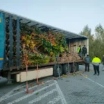 Nowe drzewa w mieście – pierwszy transport już dotarł!