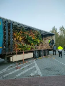 Nowe drzewa w mieście – pierwszy transport już dotarł!